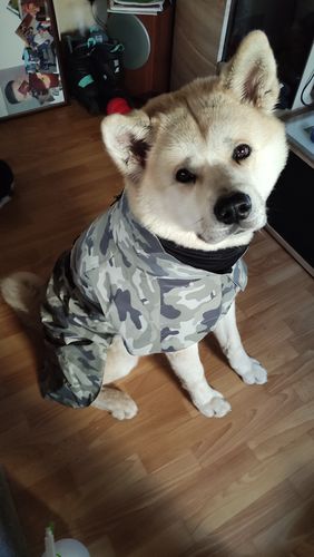 Customer photo review of Recovery Raincoat Camo for Dogs
