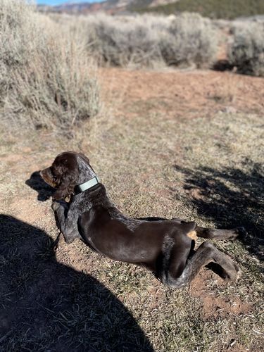 Customer photo review of Sage Collar - Recycled Ripstop