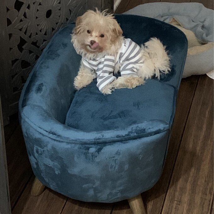 Customer photo review of Heisler Dog Sofa