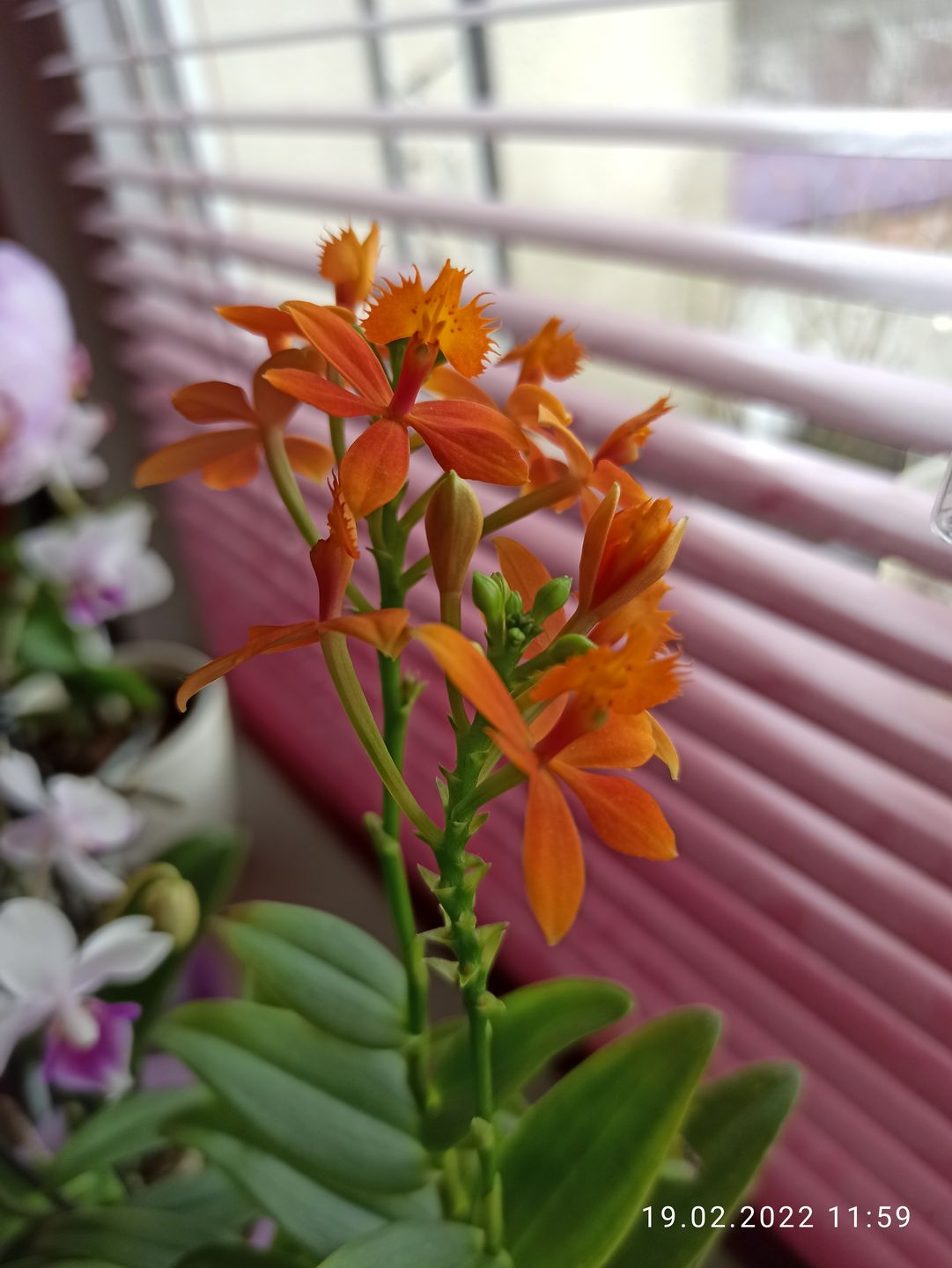 Customer photo review of Epidendrum Nordic Fire Dauerblüher mit orangener Blüte