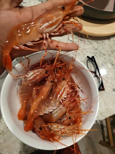 Customer photo review of Spot Prawns (Whole) - Southern California