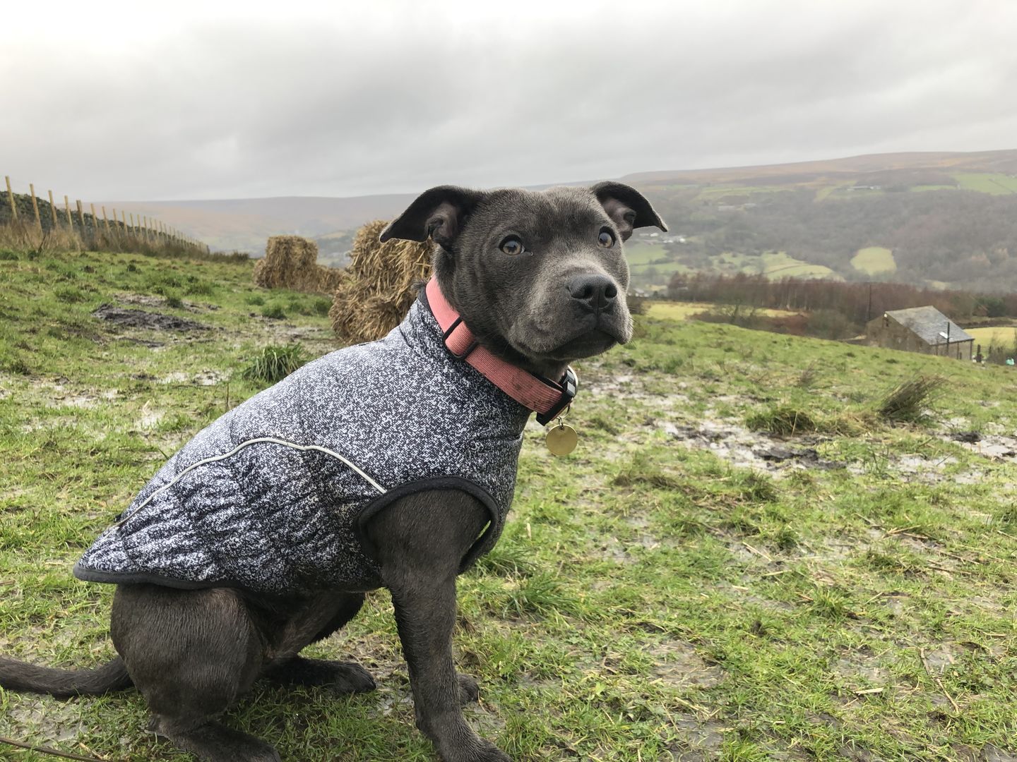 Customer photo review of 2.5cm Combat® Collar | With Handle & Rated Clip - Pink v2.0