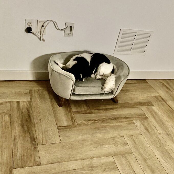 Customer photo review of Heisler Dog Sofa