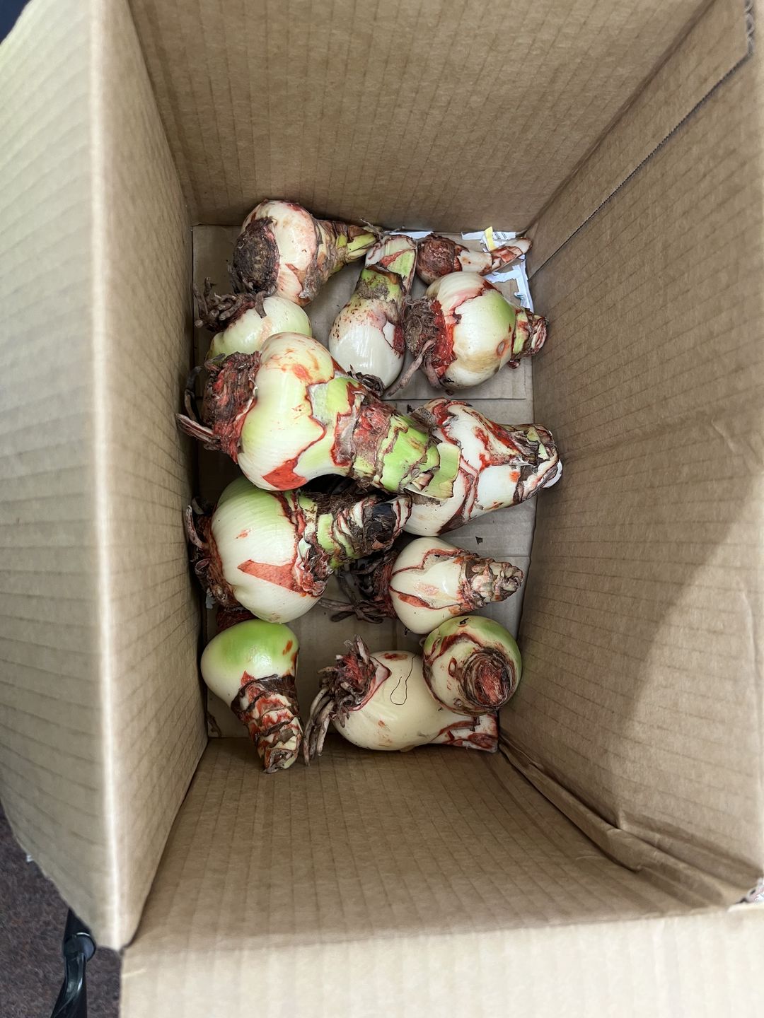 Customer photo review of Hippeastrums