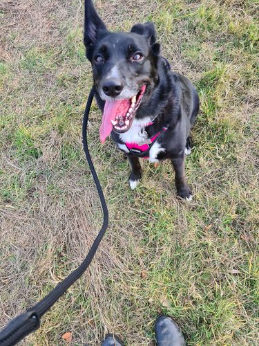 Customer photo review of Ragnar Slip Leash