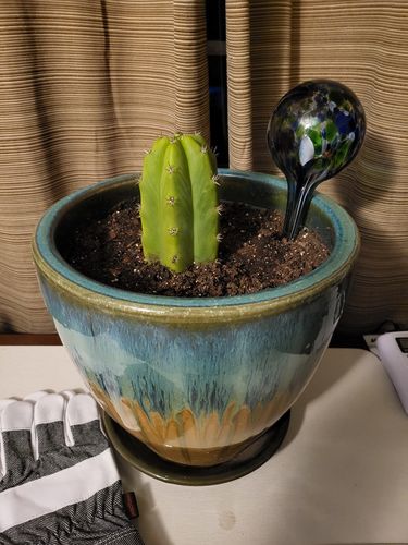 Customer photo review of San Pedro Cactus | Echinopsis pachanoi
