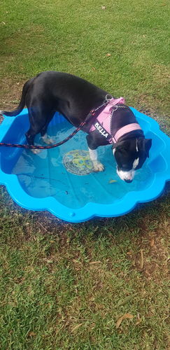 Customer photo review of DF Co. Pink Dog Harness