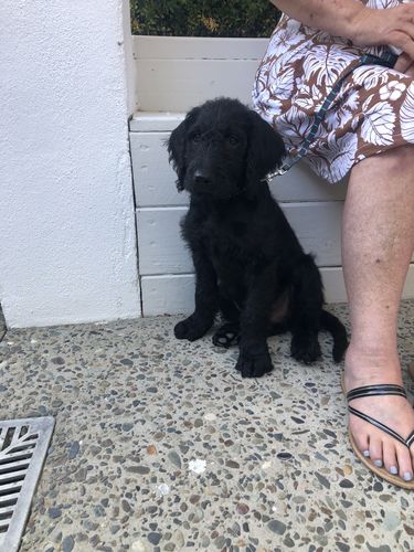 Customer photo review of Perfect Puppy Course