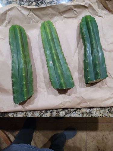 Customer photo review of San Pedro Cactus Cuttings | Echinopsis pachanoi Cuttings
