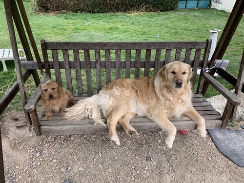 Customer photo review of Collier Anti Aboiement PuppySafe