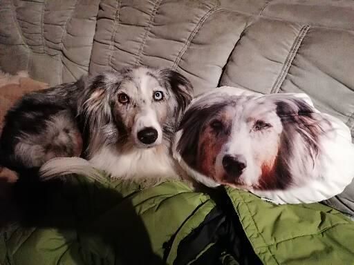 Customer photo review of Personalisiertes Tiergesichterkissen