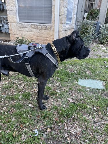 Customer photo review of Cuban Gold Collar