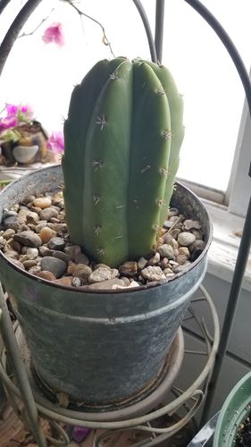 Customer photo review of San Pedro Cactus | Echinopsis pachanoi
