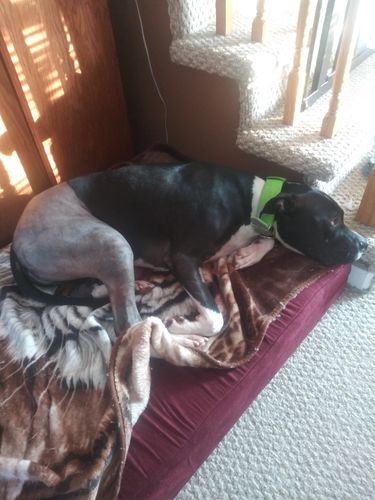 Customer photo review of Pet Tincture 500mg Isolate CBD