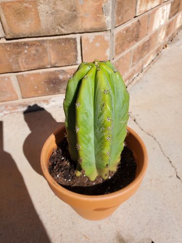 Customer photo review of San Pedro Cactus | Echinopsis pachanoi