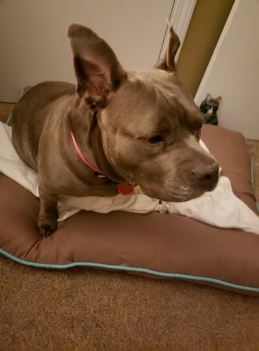 Customer photo review of Climate Change Is Real Shirt