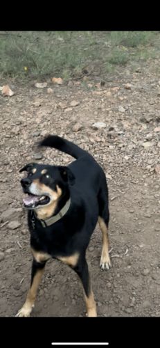 Customer photo review of Pet Tincture 500mg Isolate CBD