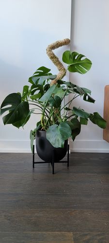 Customer photo of The Original Bendable Moss Pole™ - Best Seller (Pins Included) from Shoshana M.
