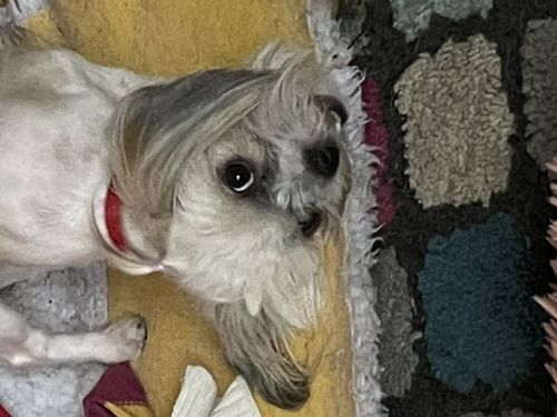 Customer photo review of BAF Yak Chews