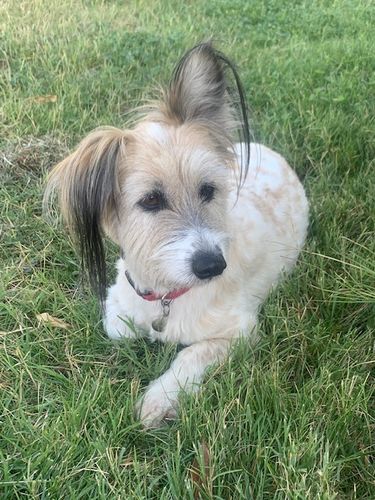 Customer photo review of Coussin Relaxant PuppySafe™ pour Chiens et Chats