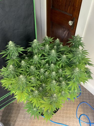 Customer photo review of Optic 8+ NextGen Dimmable COB LED Grow Light 550w (UV/IR) 3500k COBS 120 Degree Lenses