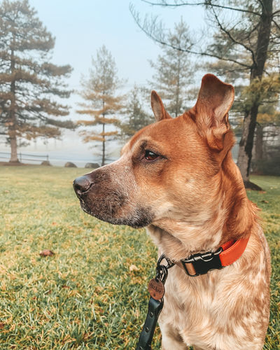 Customer photo review of Terracotta Collar
