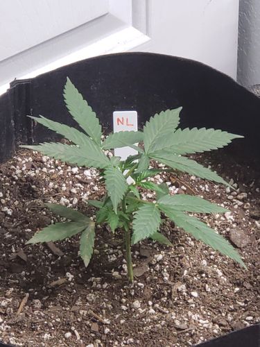 Customer photo review of Gaia Green Organic All Purpose Fertilizer 4-4-4