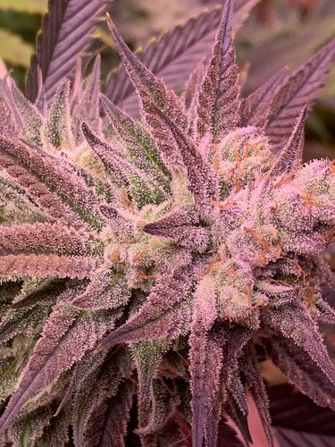 Customer photo review of Optic 8+ NextGen Dimmable COB LED Grow Light 550w (UV/IR) 3500k COBS 120 Degree Lenses