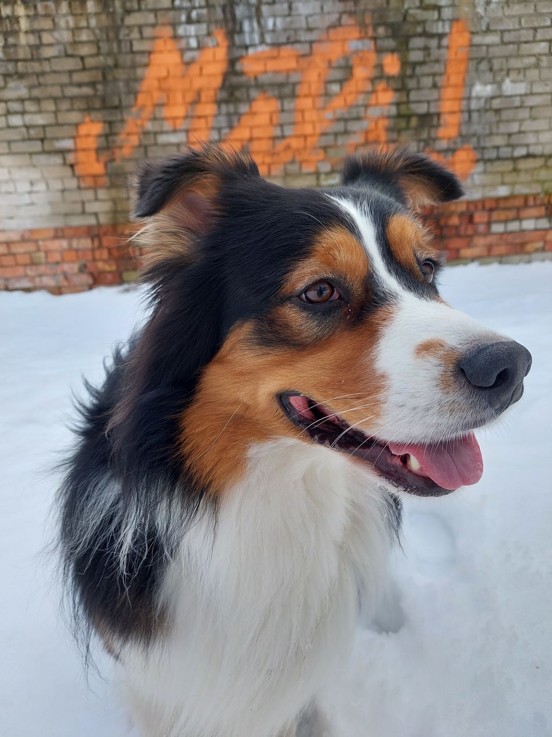 Customer photo review of Konservi suņiem ar JĒRU, zirņiem un kartupeļiem