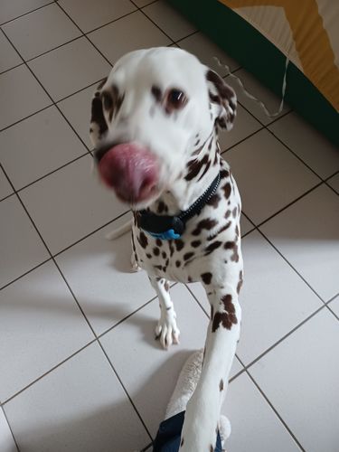 Customer photo review of Collier Anti Aboiement PuppySafe