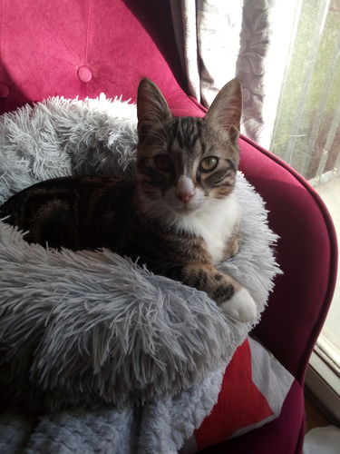 Avis photo d'un client sur Pâtée Chaton Sans Céréales - Boeuf