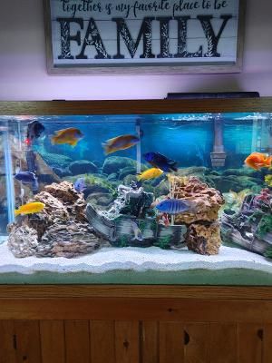 Customer photo review of Xtreme Big Fella Cichlid Food