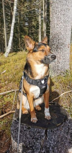 Customer photo review of Ragnar Harness