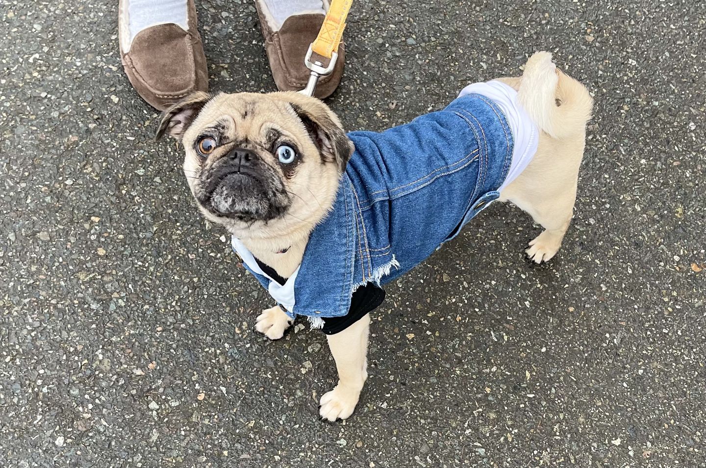Customer photo review of Rocker Combo - Raglan and Denim Vest