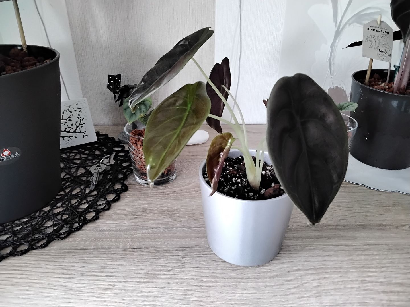 Customer photo review of ALOCASIA CUPREA RED SECRET