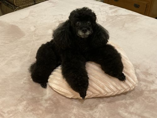 Customer photo review of Cordless Pet Clipper - 50% OFF Today Only
