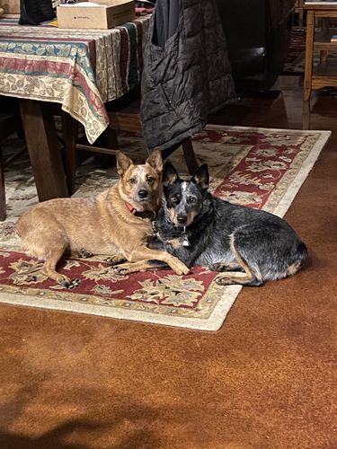 Customer photo review of CANINE CUSH
