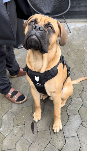 Customer photo review of Ragnar Harness