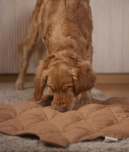 Customer photo review of Playmat - Pine Cone