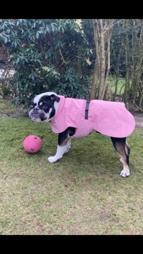 Customer photo review of Visibility Winter Jacket Pink for Dogs