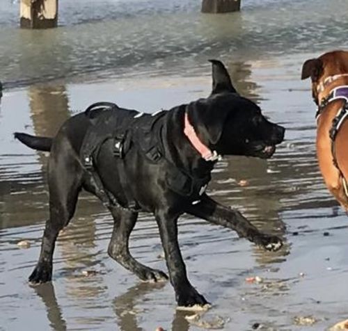 Customer photo review of Ragnar Harness