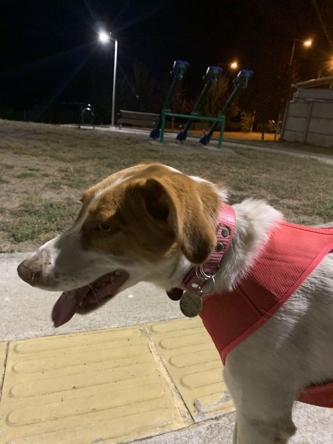Customer photo review of Collar Duke Fucsia Corrugado/Rosado Corrugado
