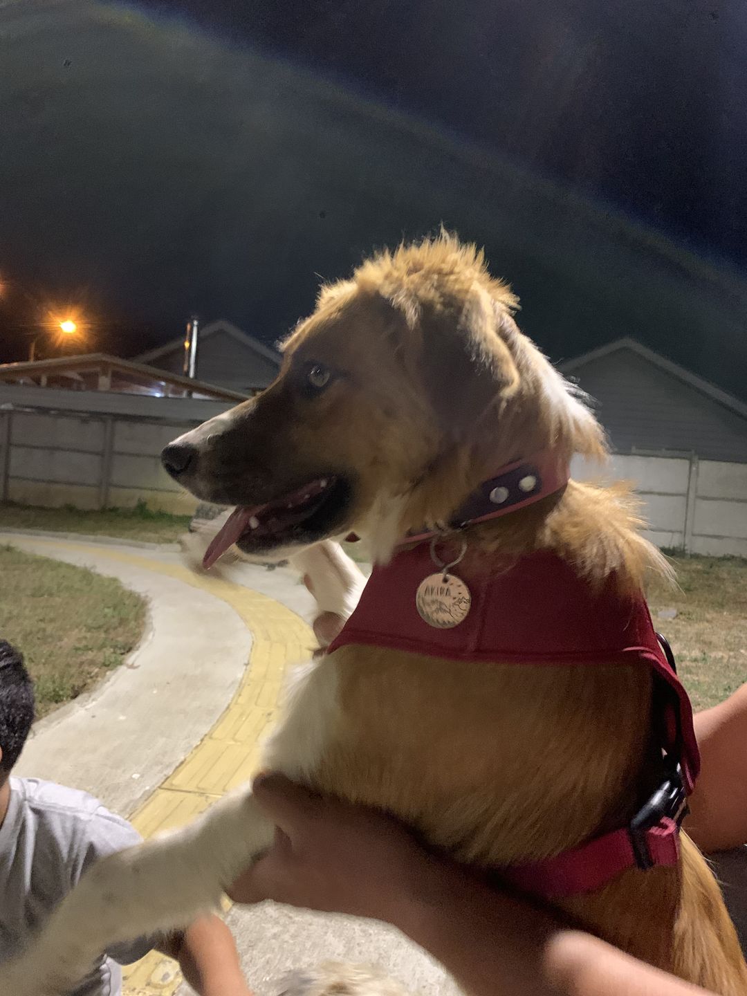 Customer photo review of Collar Duke Rosado Corrugado/Morado Corrugado