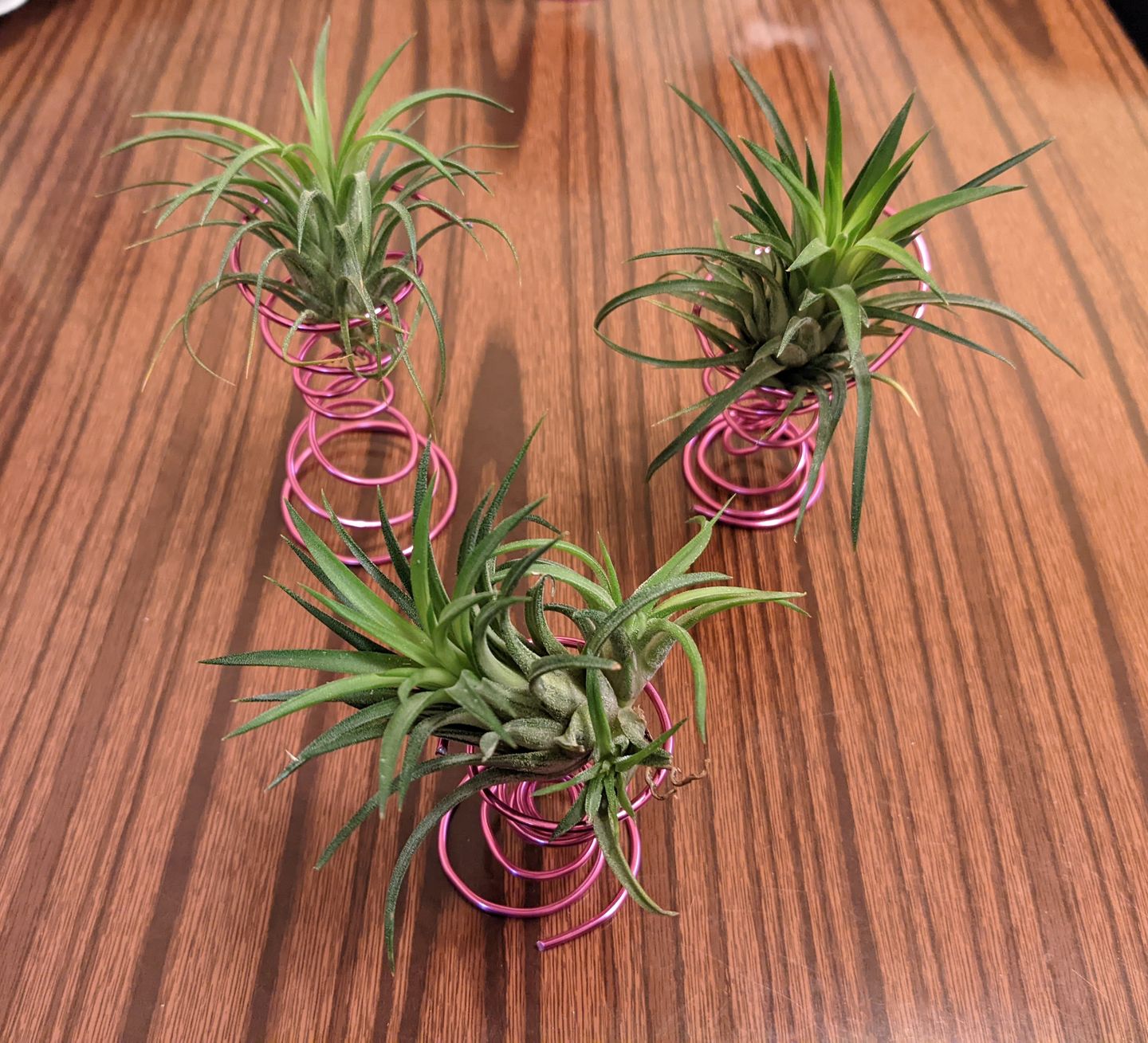 Customer photo review of Ionantha Variegata  Rare Ionantha Form *SALE!*
