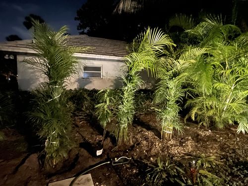 Customer photo review of Areca Palm