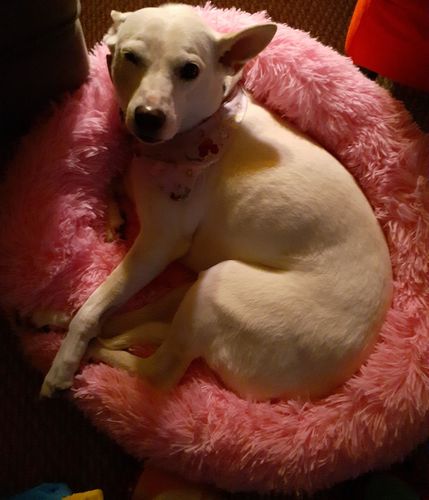 Customer photo review of Comfy Anti-Anxiety Calming Dog & Cat Donut Bed