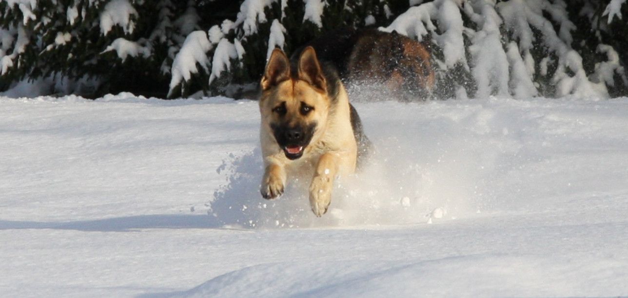 Customer photo review of Best Breeders Adult All breeds 25/13 ar zivi un rīsiem