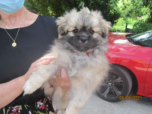 Customer photo review of Collier Anti Aboiement PuppySafe