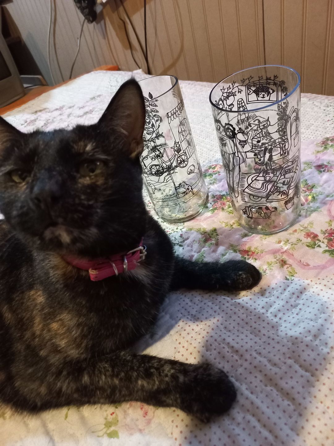 Customer photo review of Cat Lover Juego de 6 Vasos Gatunos 500ML