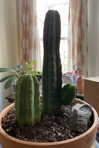 Customer photo review of San Pedro Cactus | Echinopsis pachanoi
